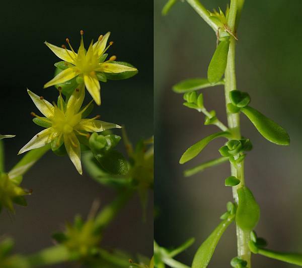 コモチマンネングサ