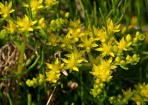 メキシコマンネングサ