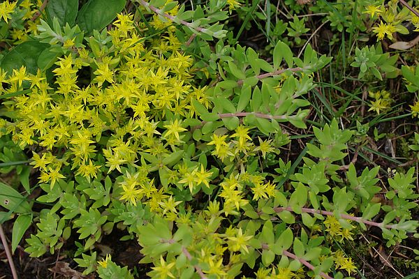 ツルマンネングサ