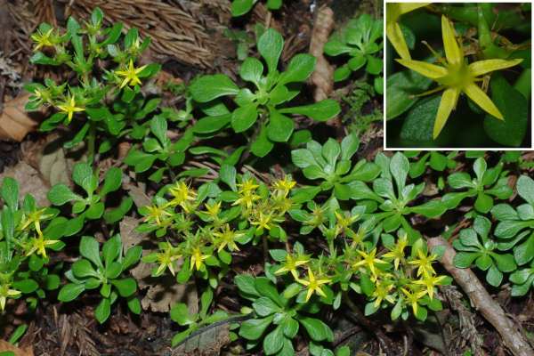 タカネマンネングサ