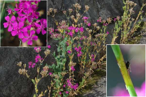 ムシトリナデシコの花