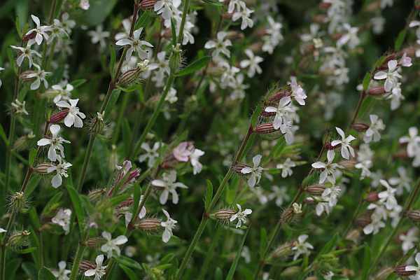 シロバナマンテマの花