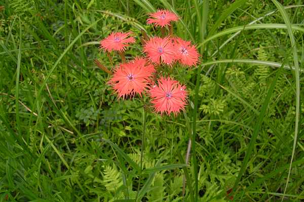 オグラセンノウ