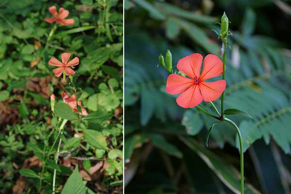 フシグロセンノウ