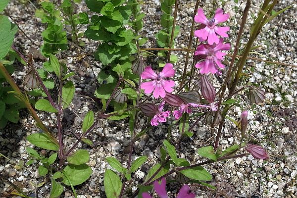 フシグロセンノウ