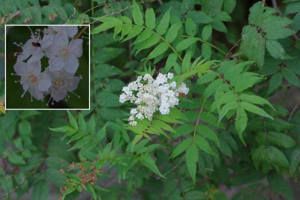 ニワナナカマド