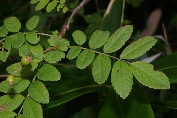 ナンキンナナカマド
