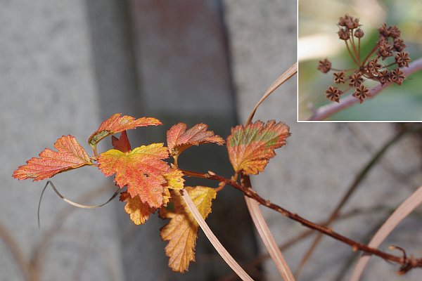 ウラジロイワガサ