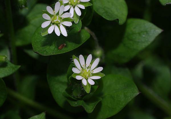 ミドリハコベの花