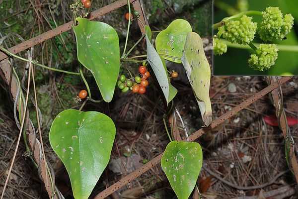 ハスノハカズラ