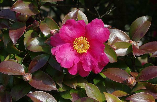 タチカンツバキ