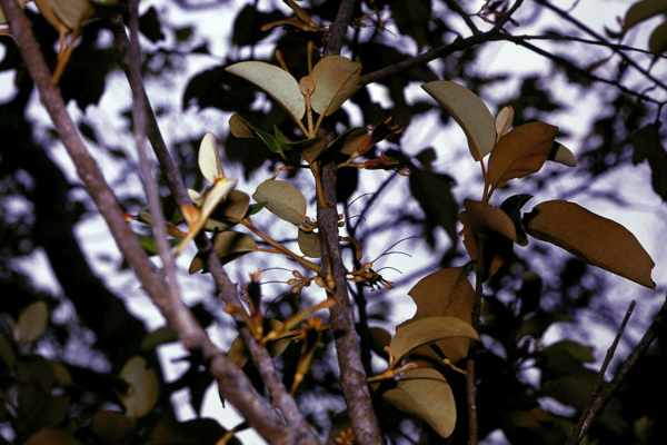 オオバヤドリギ