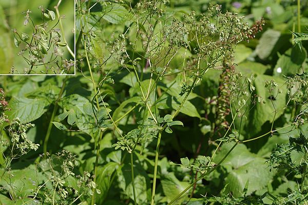 マンセンカラマツ