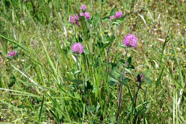 ムラサキツメクサ
