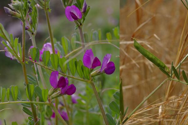 カラスノエンドウ
