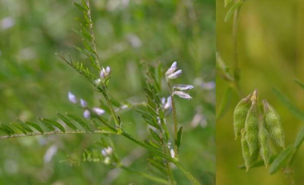 スズメノエンドウ