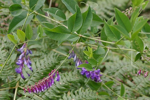 オオバクサフジ