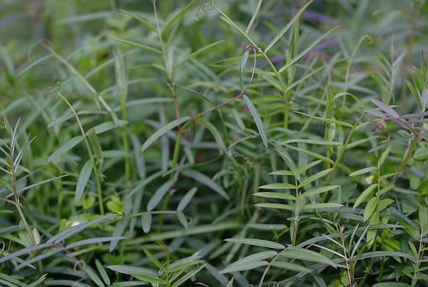 ホソバカラスノエンドウ