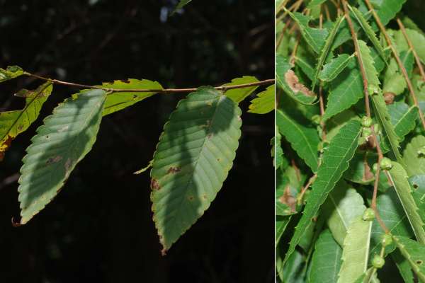 ケヤキの果実を着けた枝の葉は、普通枝の葉より小さくなる