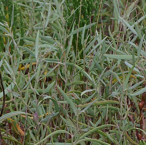 ホソバノハマアカザ