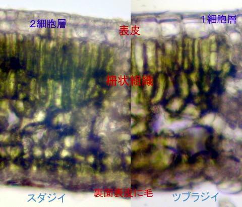 シイの葉の横断面の比較