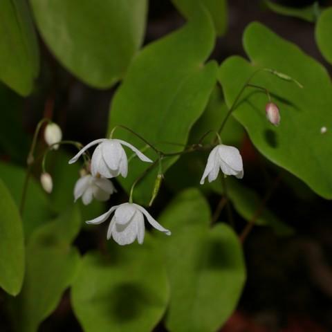 バイカイカリソウ