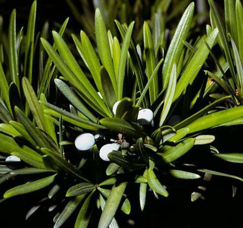 若い種子を着けたイヌマキ