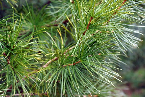 コウヤマキの葉は輪状に着く