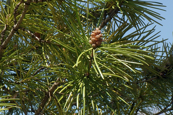 コウヤマキの“雄花”