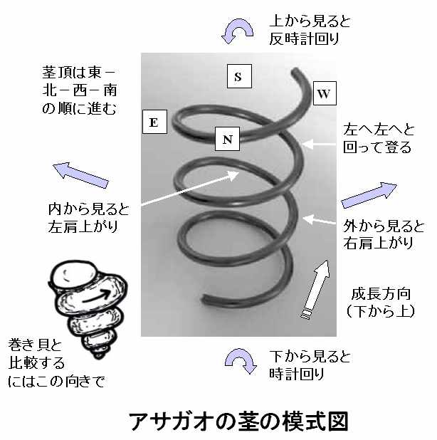 つるの模式図